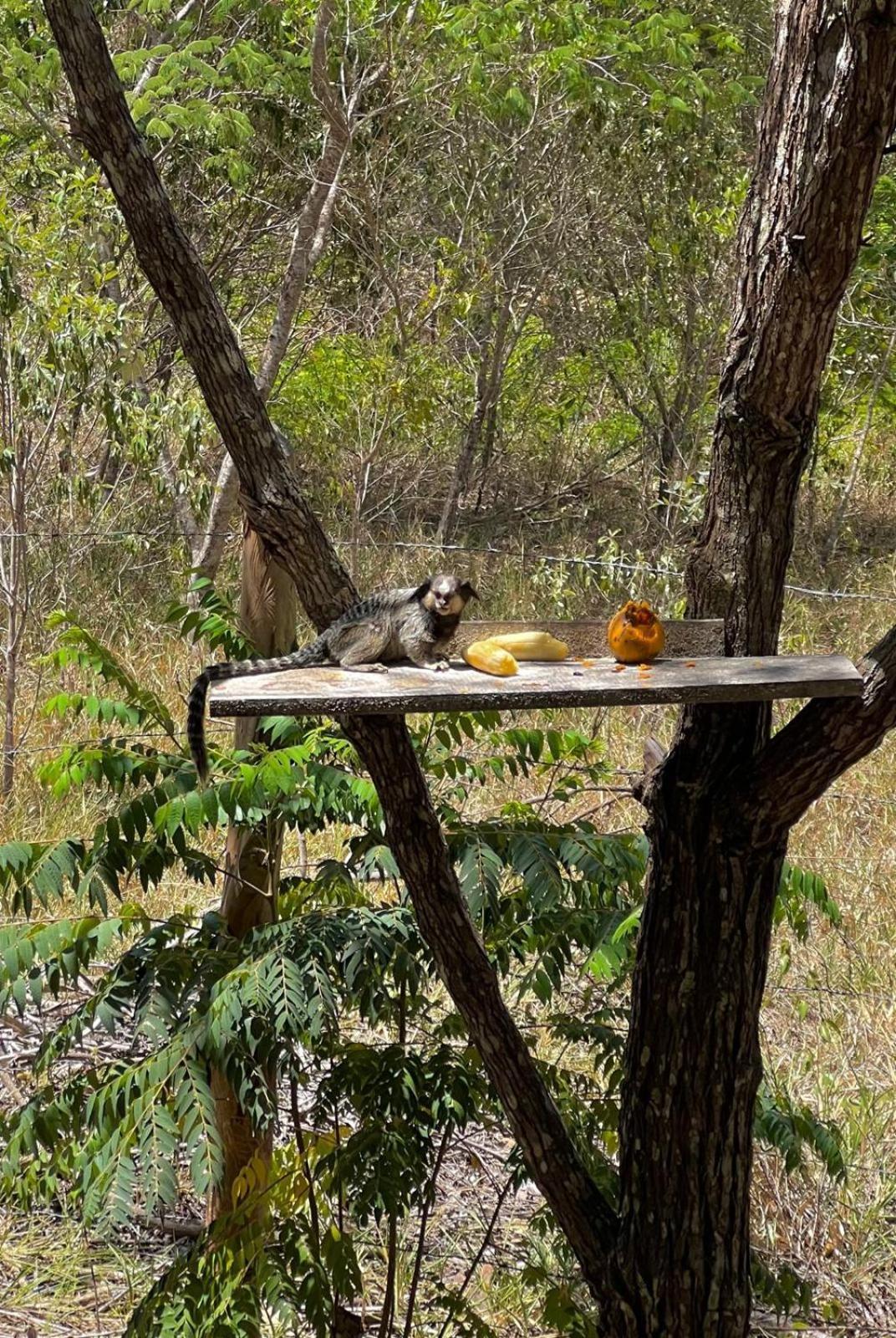 Reserva Do Bosque Hospedaria E Natureza อิบิกวารา ภายนอก รูปภาพ